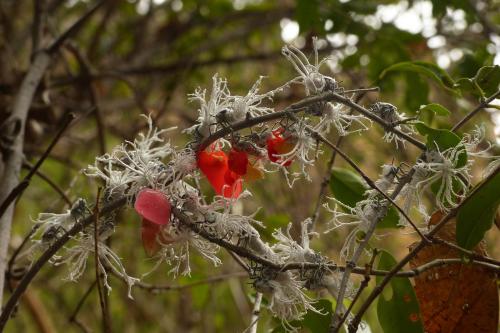 Phromnia sp.